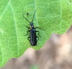 Angular Soldier Beetle thumbnail 2