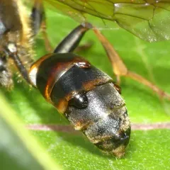 Eupathocera auripedis thumbnail 3
