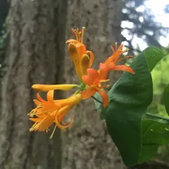 orange honeysuckle thumbnail 4