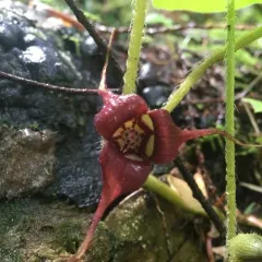 Western Wild Ginger thumbnail 1