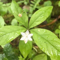 Western Starflower thumbnail 3