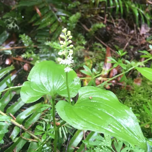 Western Lily of the Valley