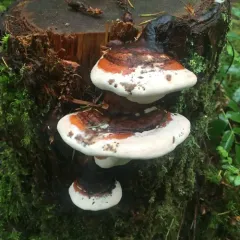 Northern Red Belt thumbnail 5