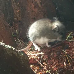 Western Deer Mouse thumbnail 1