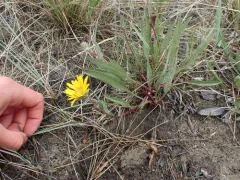 plantain goldenweed thumbnail 4