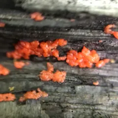 Tulasnella aurantiaca thumbnail 2