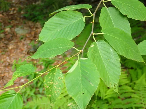 Parornix obliterella