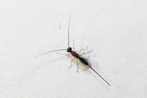 Charmon cruentatus