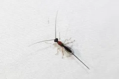 Charmon cruentatus thumbnail 1