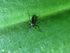 Chasmatonotus univittatus thumbnail 2