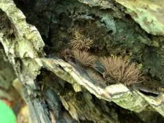 Stemonitis axifera thumbnail 2
