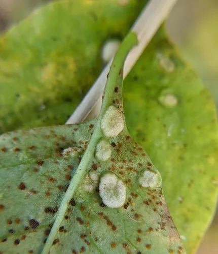 Goji Mite