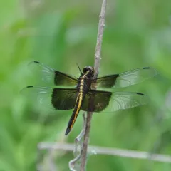 Widow Skimmer thumbnail 2
