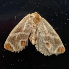 Shagreened Slug Moth thumbnail 3