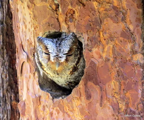 Flammulated Owl
