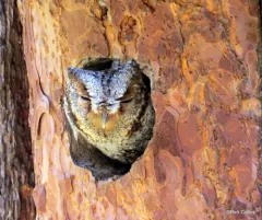 Flammulated Owl thumbnail 1