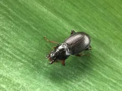 Magnificent Sun Beetle thumbnail 2