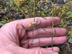 Slender Draba thumbnail 3