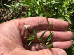Milkflower Willowherb thumbnail 2