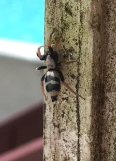 Sergiolus tennesseensis thumbnail 1