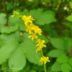 roadside agrimony thumbnail 3