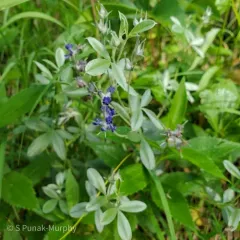 silvery scurfpea thumbnail 2