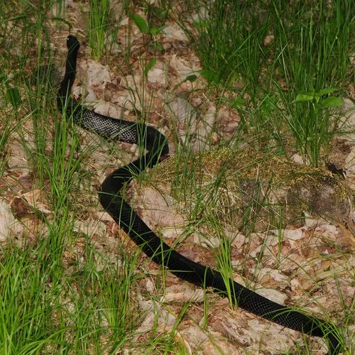 Gray Ratsnake