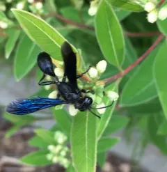 Isodontia philadelphica thumbnail 2