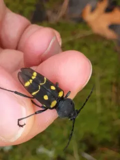 Calloides nobilis thumbnail 1