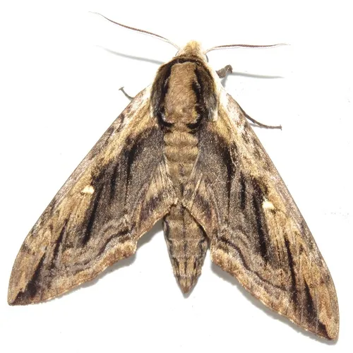 Elm Sphinx