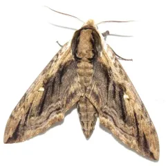 Elm Sphinx thumbnail 1