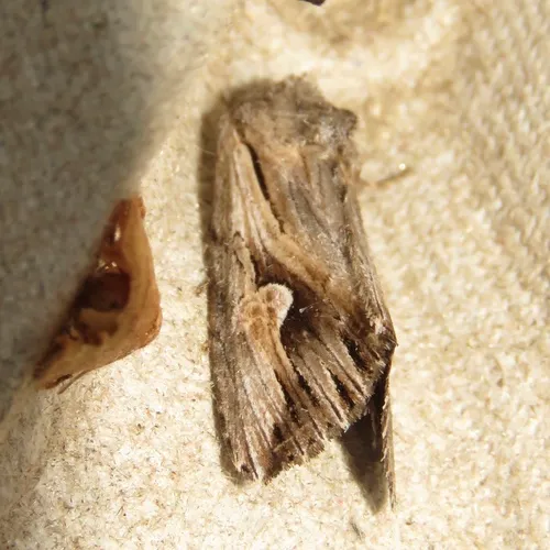 Gray Half-Spot