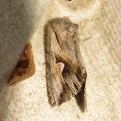 Gray Half-Spot thumbnail 1