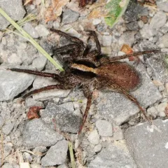 Forest Wolf Spider thumbnail 3