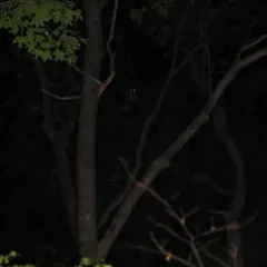 Barred Owl thumbnail 3