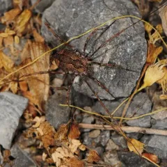 Speckled Harvestman thumbnail 4