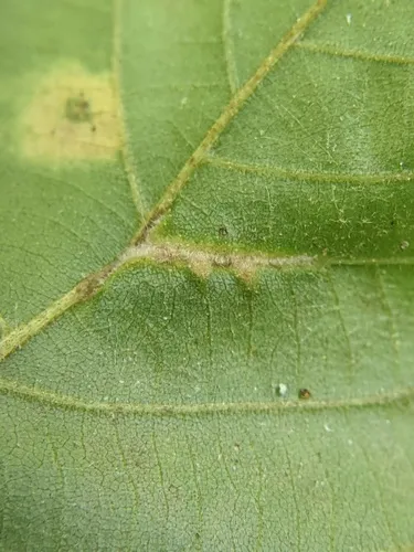 Phylloxera caryaevenae