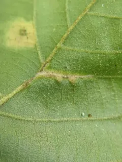 Phylloxera caryaevenae thumbnail 1