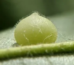 Caryomyia conoidea thumbnail 3
