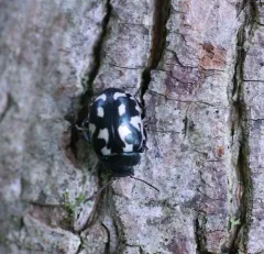 Calligrapha pnirsa thumbnail 3