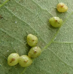 Hickory Sticky Globe Gall Midge thumbnail 2