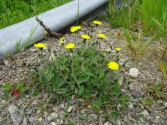 Spreading Mouse-ear-hawkweed thumbnail 4