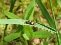 Beckerus appressus thumbnail 3