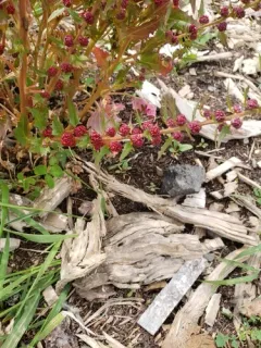 Strawberry Goosefoot thumbnail 2