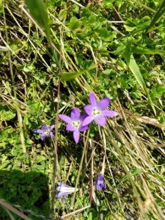 Dwarf Brodiaea thumbnail 3
