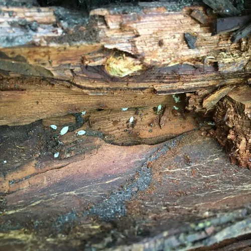 Ant Woodlouse