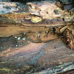 Ant Woodlouse thumbnail 1