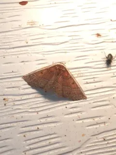 White Edge Moth thumbnail 3