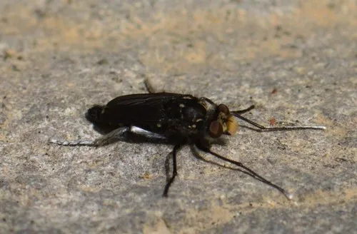 Cyrtopogon princeps