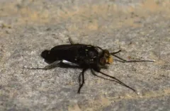 Cyrtopogon princeps thumbnail 1